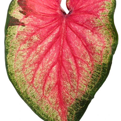 Heart to Heart® Tickle Me Pink Caladium | Proven Winners® - Image 3