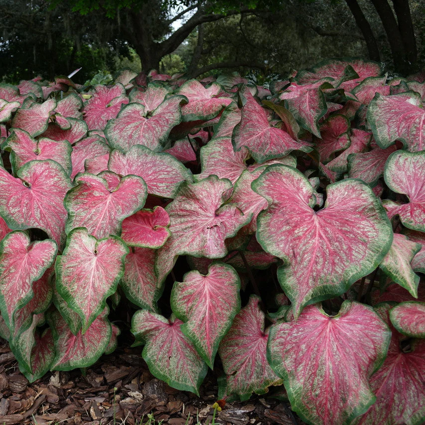 Heart to Heart® Tickle Me Pink Caladium | Proven Winners® - Image 4