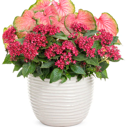 Heart to Heart® Tickle Me Pink Caladium | Proven Winners® - Image 5
