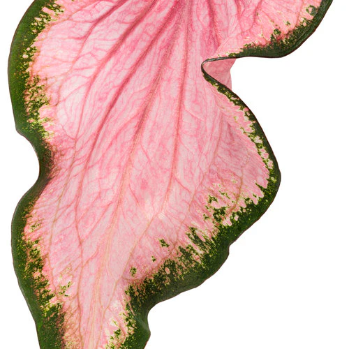 Heart to Heart® Va Va Violet Caladium | Proven Winners® - Image 2