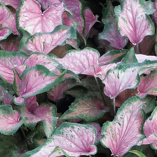 Heart to Heart® Va Va Violet Caladium | Proven Winners® - Image 3