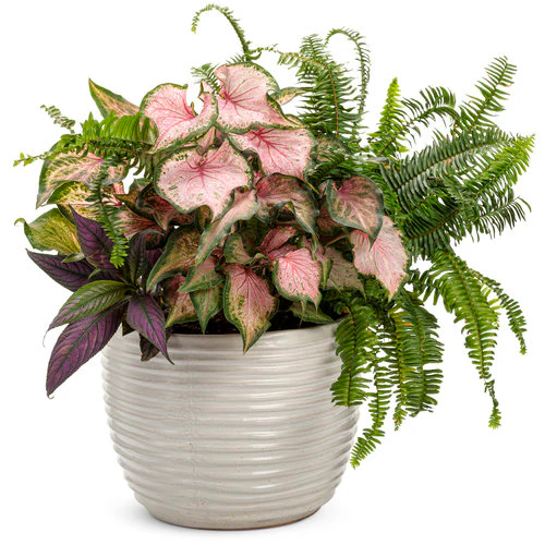 Heart to Heart® Va Va Violet Caladium | Proven Winners® - Image 4