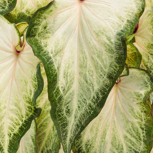 Heart to Heart® White Star Caladium | Proven Winners® - Image 2