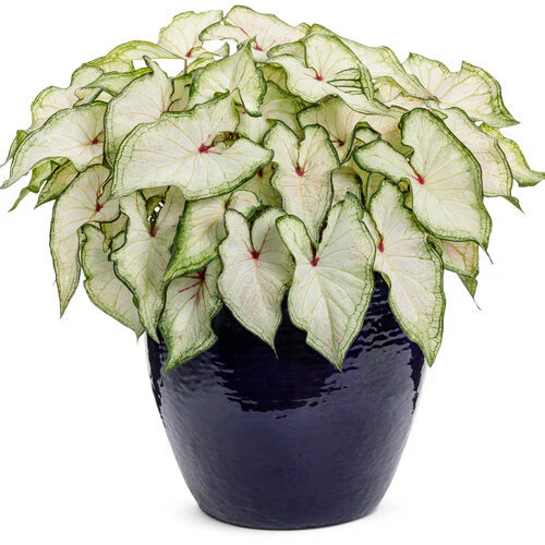 Heart to Heart® White Star Caladium | Proven Winners® - Image 3