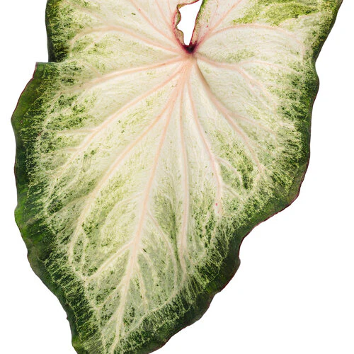 Heart to Heart® White Star Caladium | Proven Winners® - Image 4
