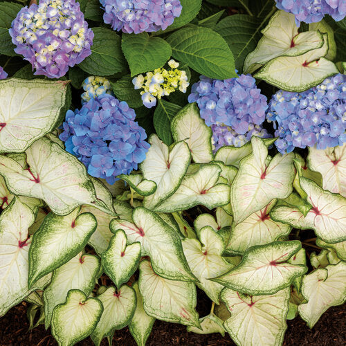 Heart to Heart® White Star Caladium | Proven Winners® - Image 5