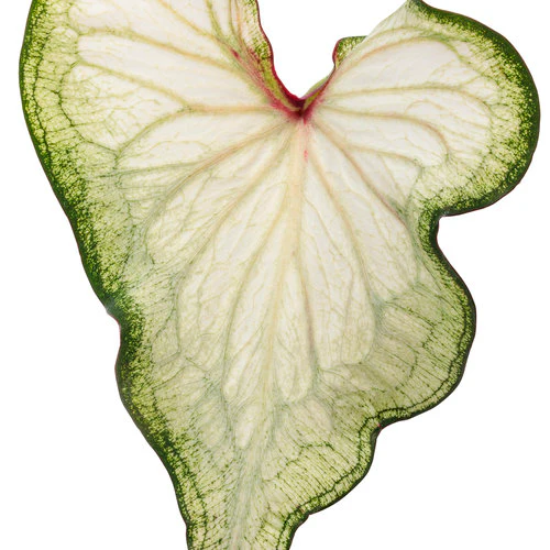 Heart to Heart® White Wonder Caladium | Proven Winners® - Image 2