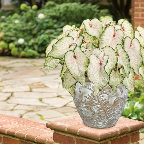 Heart to Heart® White Wonder Caladium | Proven Winners® - Image 3