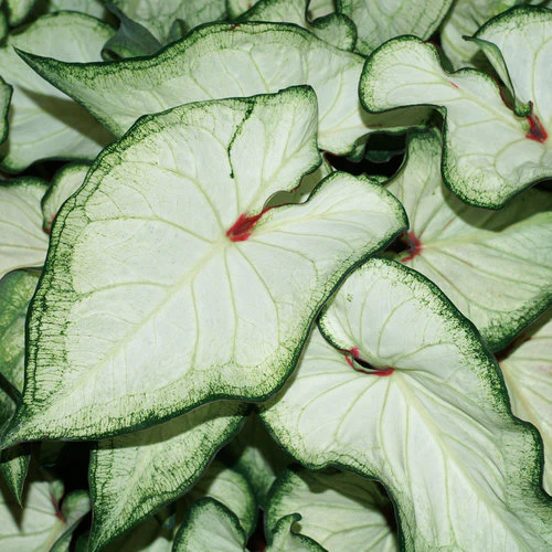 Heart to Heart® White Wonder Caladium | Proven Winners® - Image 4