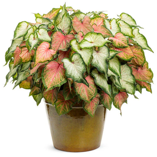 Heart to Heart® White Wonder Caladium | Proven Winners® - Image 5