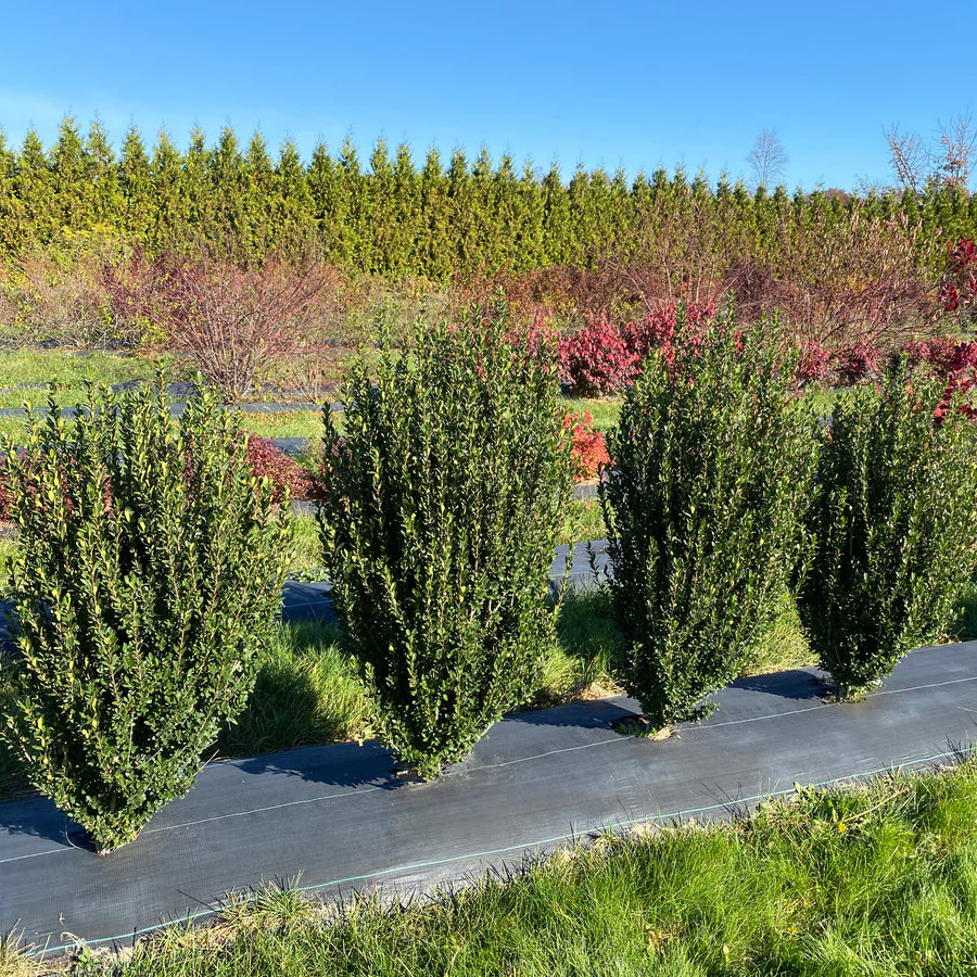 HEDGE BOX® Japanese Holly | Proven Winners®