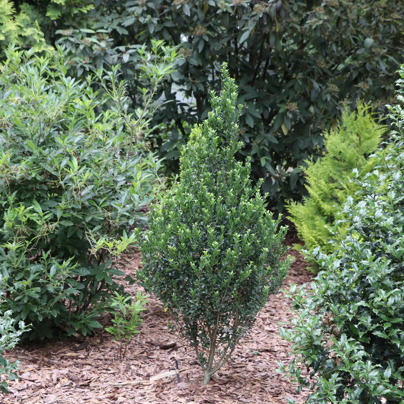 HEDGE BOX® Japanese Holly | Proven Winners® - Image 2