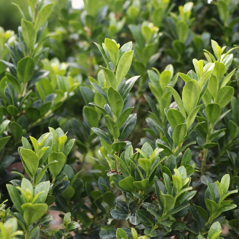 HEDGE BOX® Japanese Holly | Proven Winners® - Image 3
