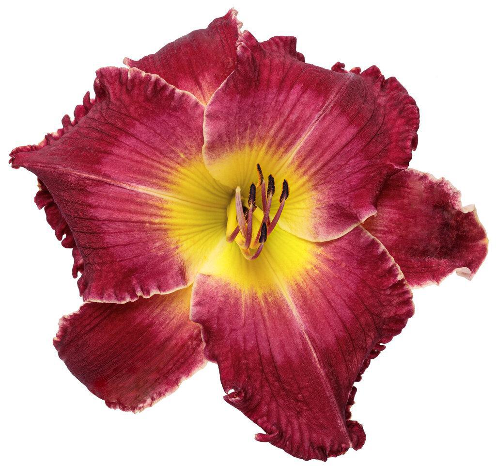 Hemerocallis 'Blood Sweat and Tears' | Proven Winners® - Image 3