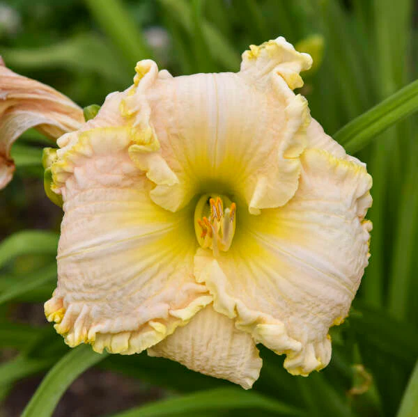 Hemerocallis 'Singular Sensation' - Image 2