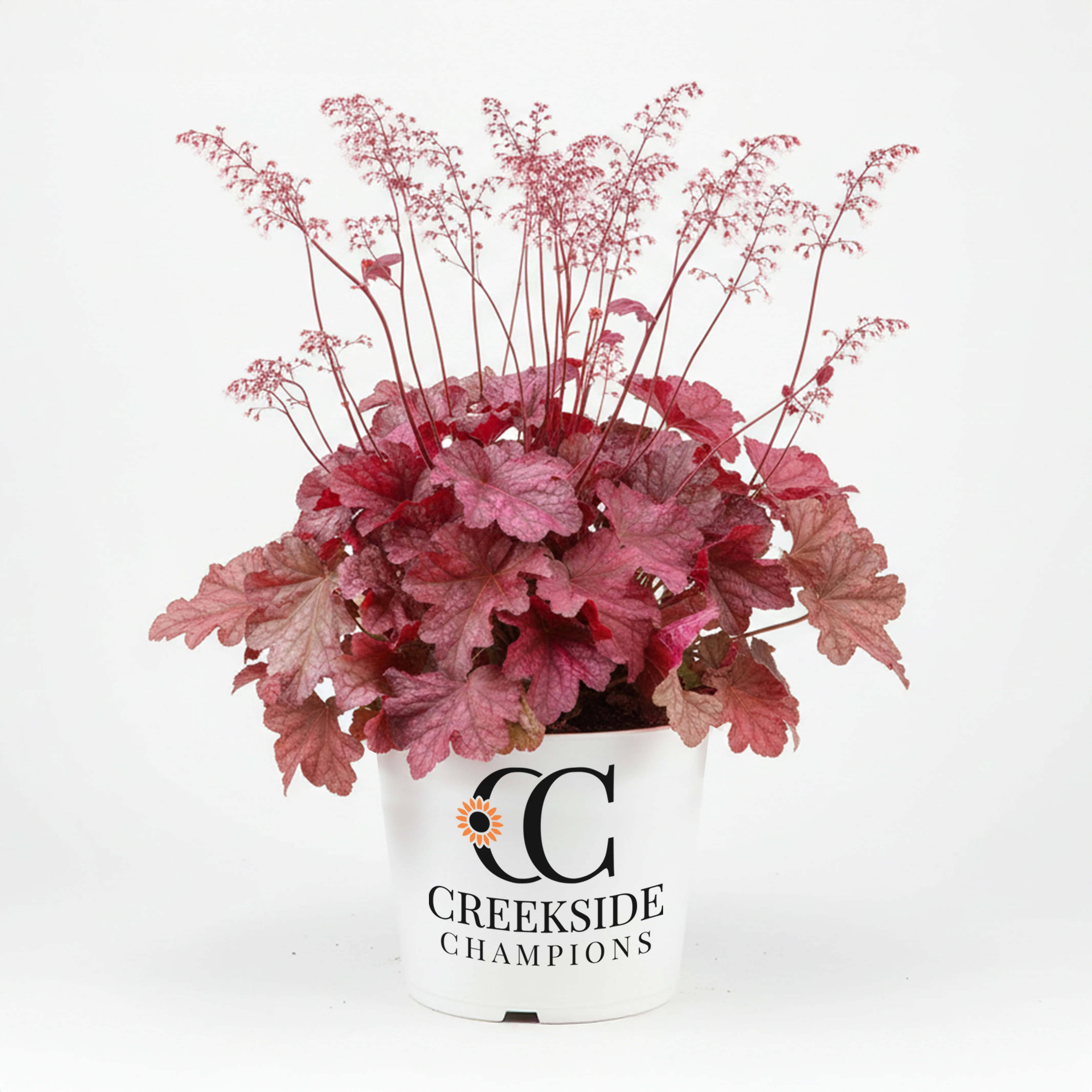 ‘Berry Smoothie’ Heuchera | Creekside Champions™