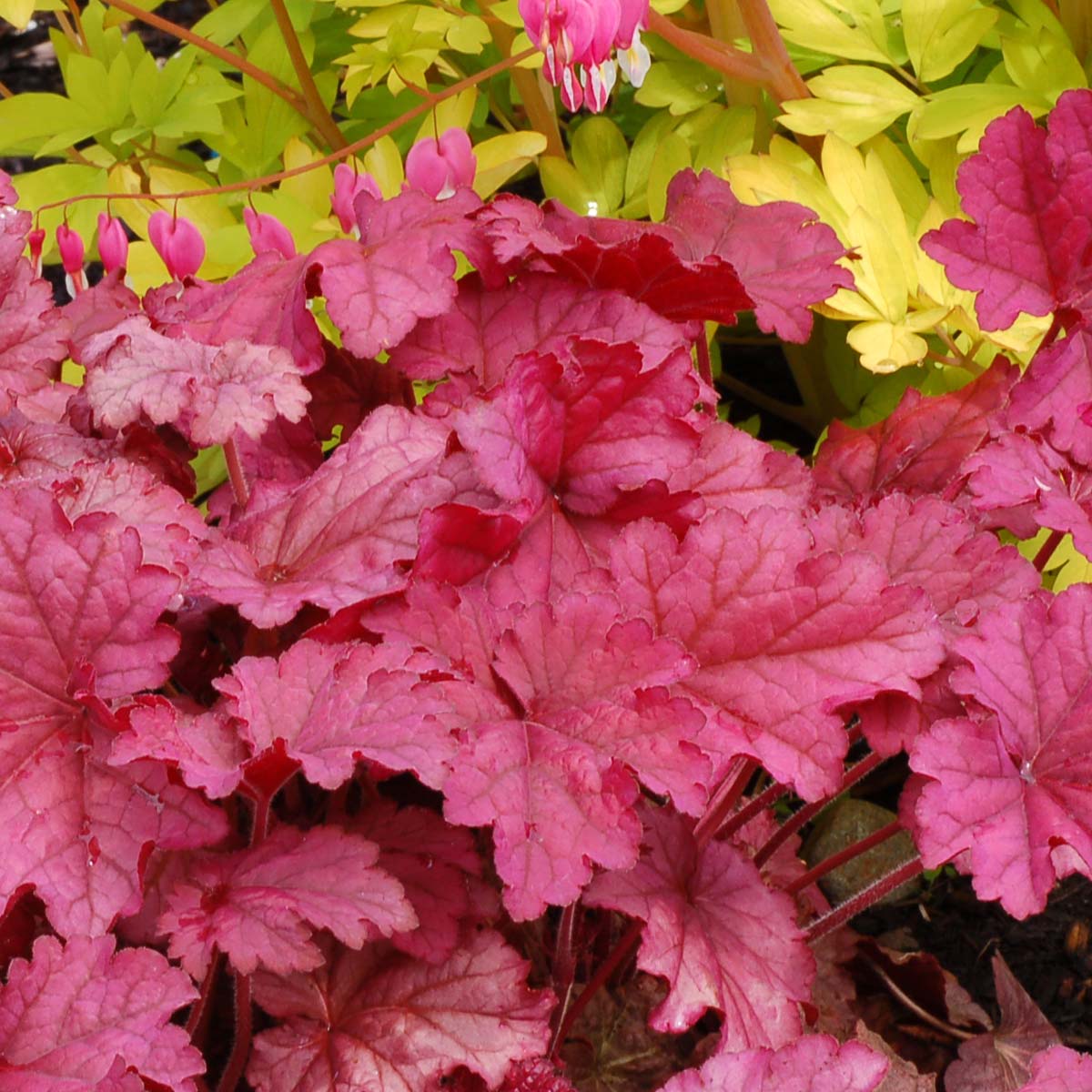 ‘Berry Smoothie’ Heuchera | Creekside Champions™ - Image 2