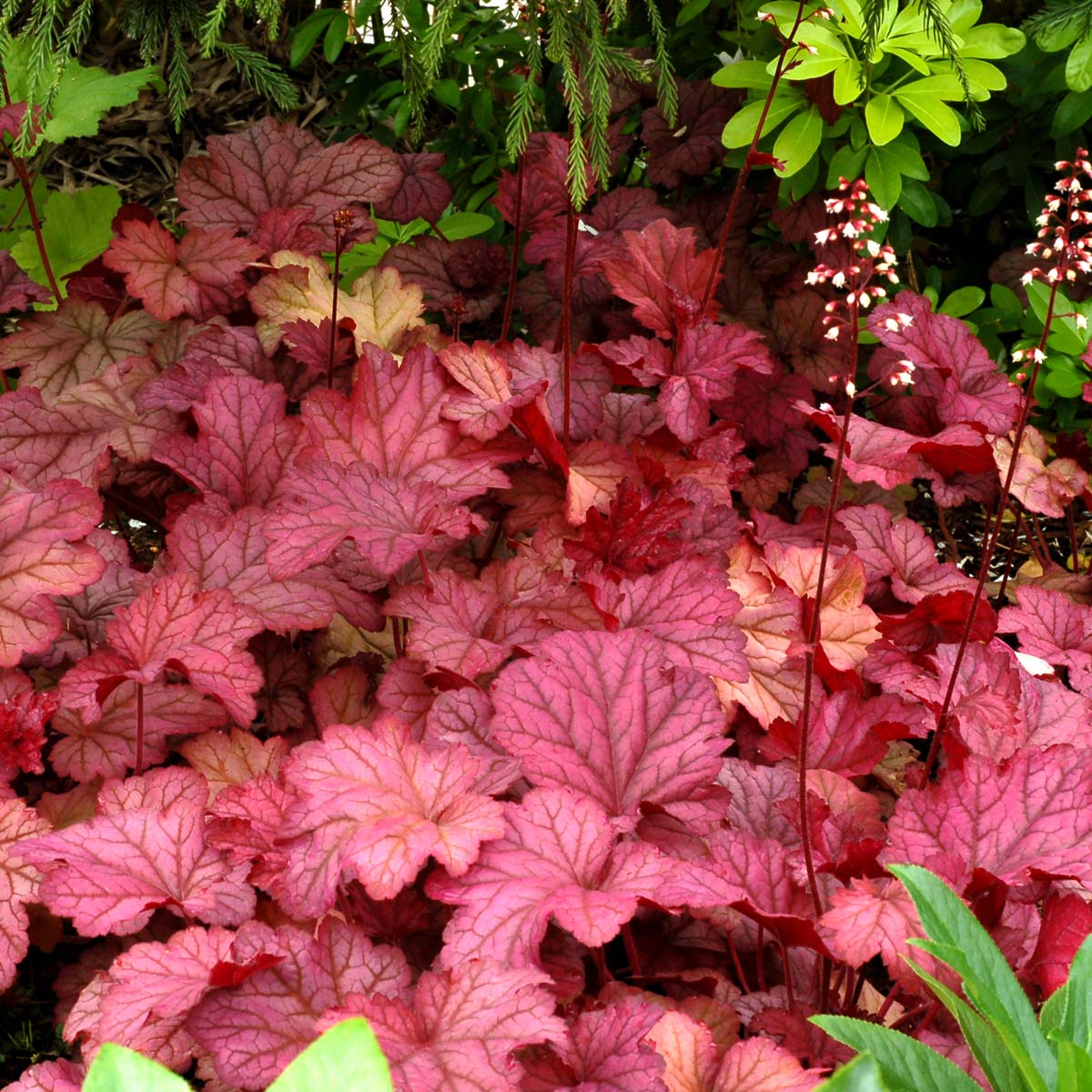 ‘Berry Smoothie’ Heuchera | Creekside Champions™ - Image 3