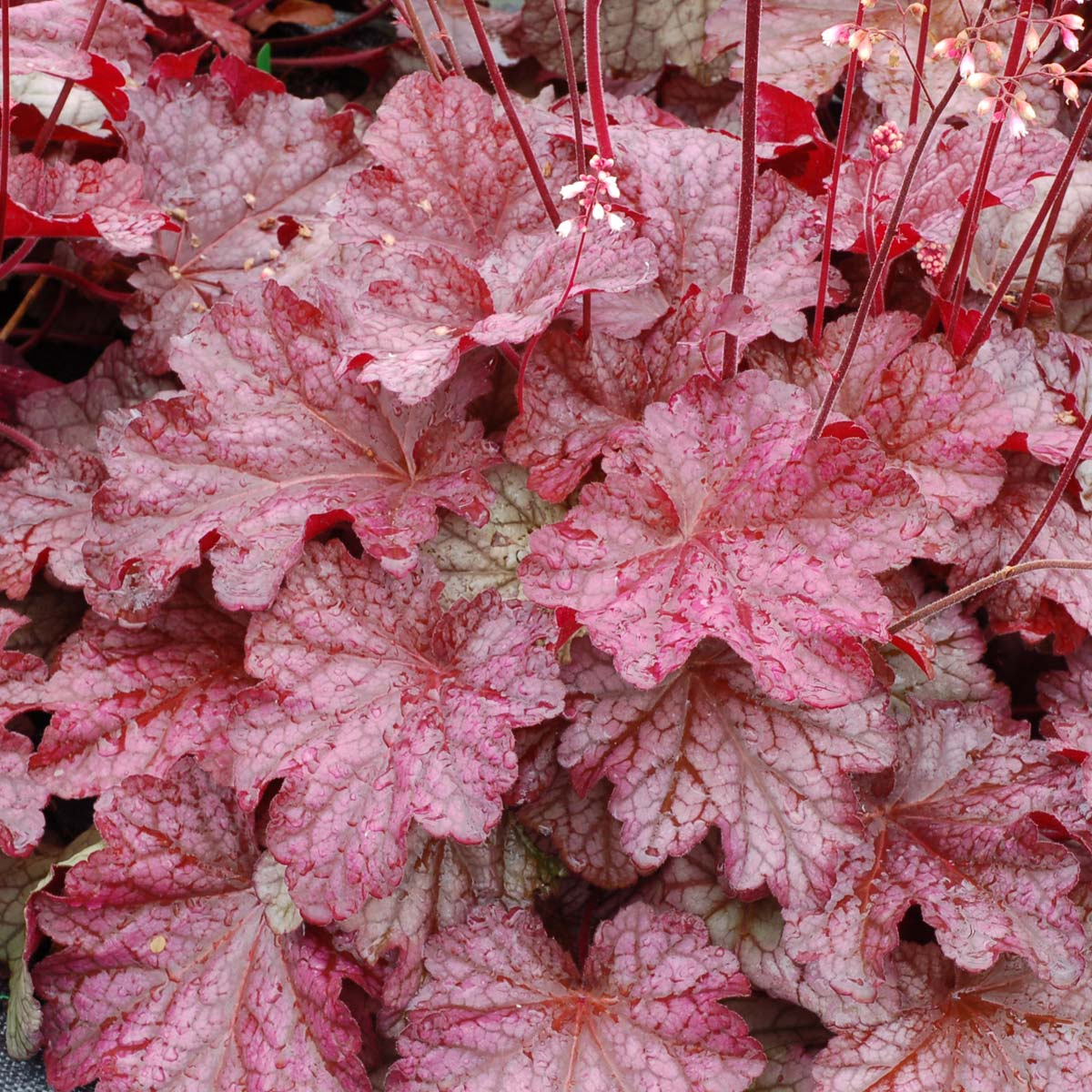 ‘Berry Smoothie’ Heuchera | Creekside Champions™ - Image 4
