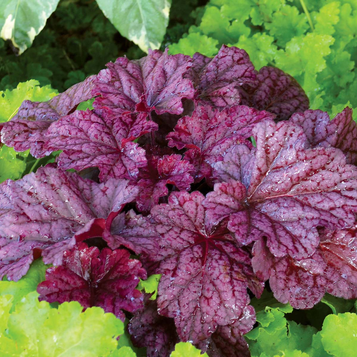 ‘Berry Smoothie’ Heuchera | Creekside Champions™ - Image 5