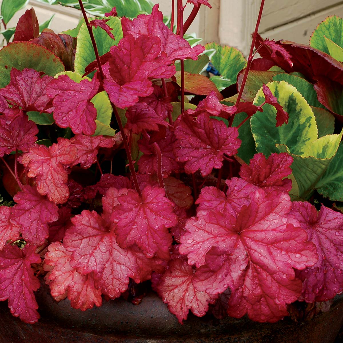 ‘Berry Smoothie’ Heuchera | Creekside Champions™ - Image 6