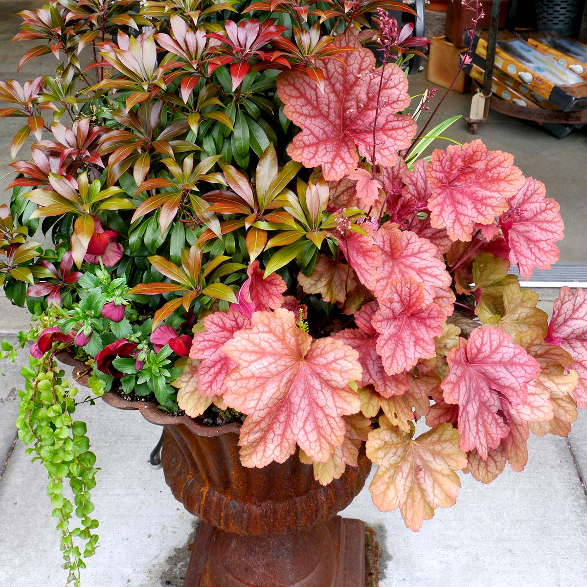 ‘Berry Smoothie’ Heuchera | Creekside Champions™ - Image 7
