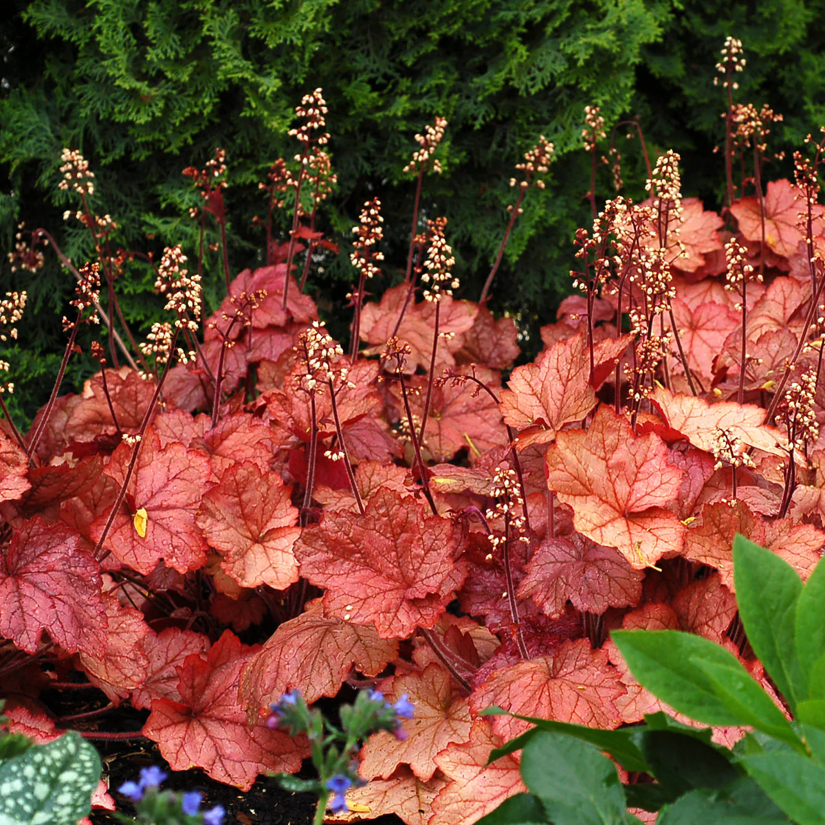 ‘Berry Smoothie’ Heuchera | Creekside Champions™ - Image 8