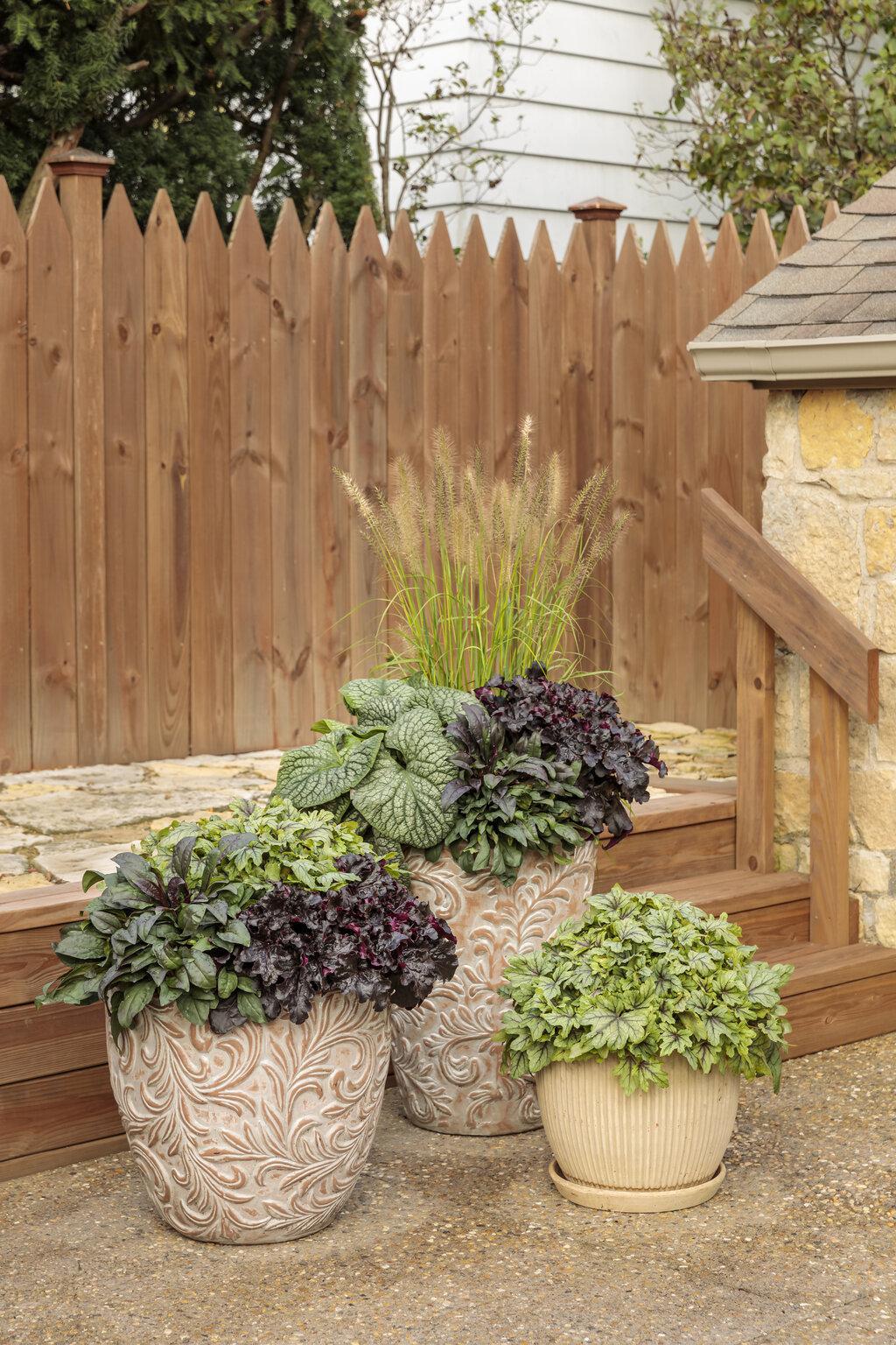 Dressed Up® 'Evening Gown' Heuchera - Image 3