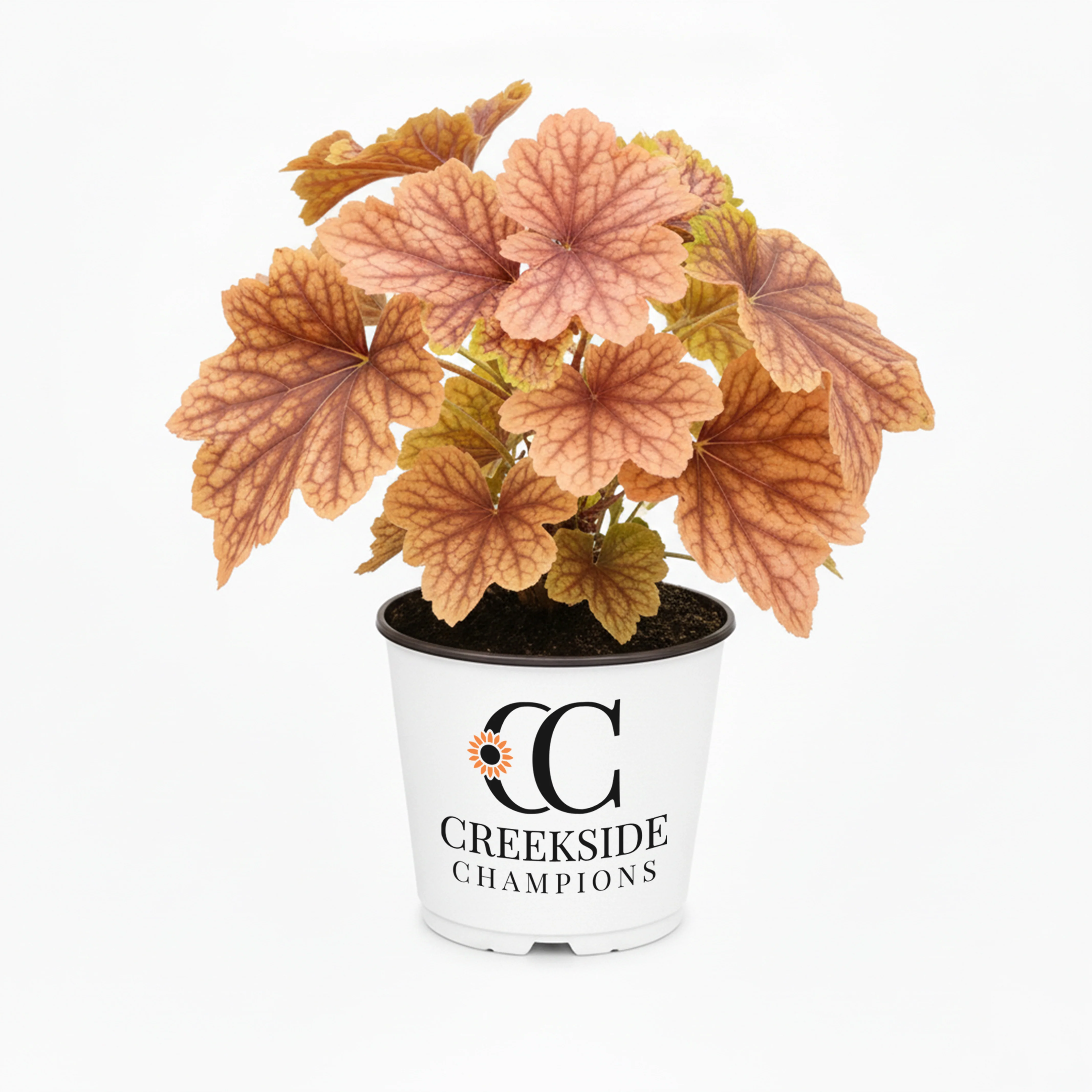 ‘Georgia Peach’ Heuchera | Creekside Champions™