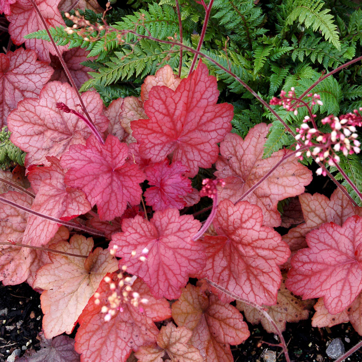 ‘Georgia Peach’ Heuchera | Creekside Champions™ - Image 3