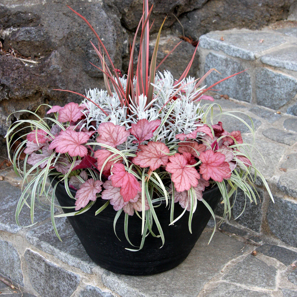 ‘Georgia Peach’ Heuchera | Creekside Champions™ - Image 4