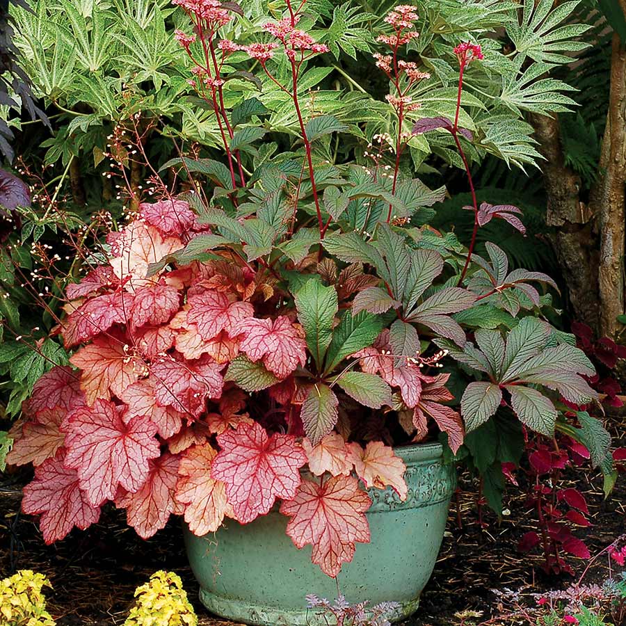 ‘Georgia Peach’ Heuchera | Creekside Champions™ - Image 5