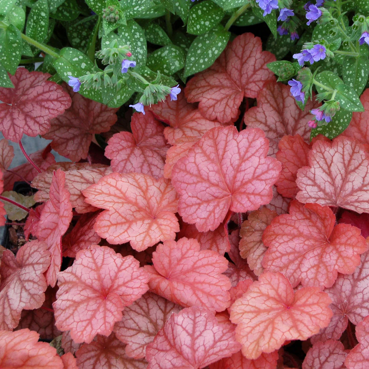 ‘Georgia Peach’ Heuchera | Creekside Champions™ - Image 6