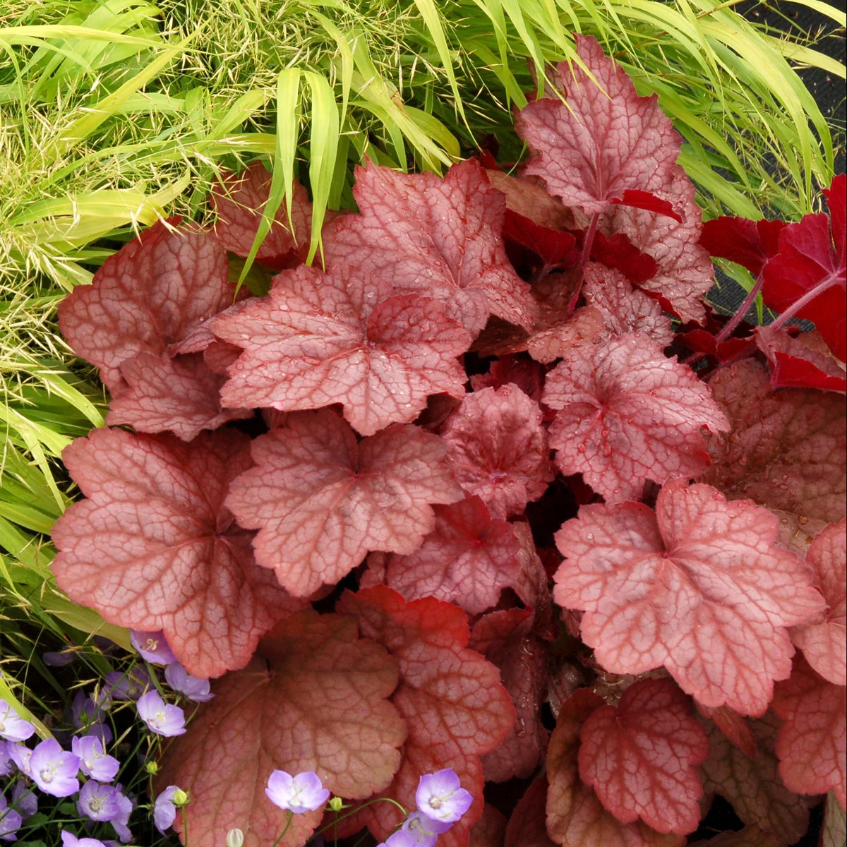 ‘Georgia Peach’ Heuchera | Creekside Champions™ - Image 7