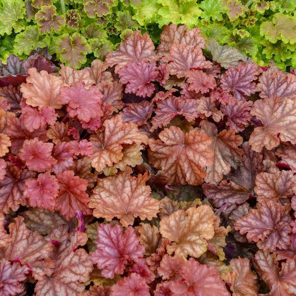 Primo® 'Peachberry Ice' heuchera | Proven Winners®