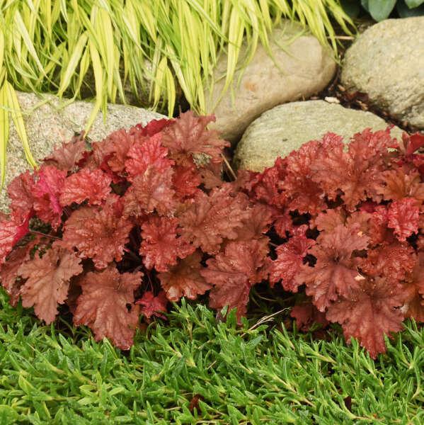 Primo® 'Peachberry Ice' heuchera | Proven Winners® - Image 2