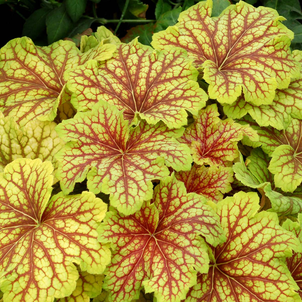 ‘Red Lightning’ Heuchera | Creekside Champions™ - Image 2