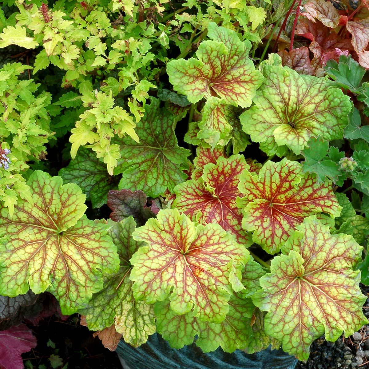 ‘Red Lightning’ Heuchera | Creekside Champions™ - Image 3