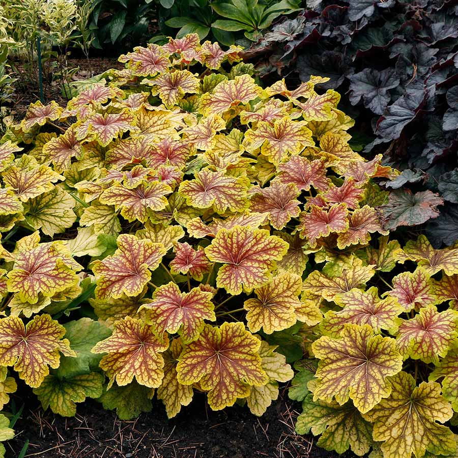 ‘Red Lightning’ Heuchera | Creekside Champions™ - Image 4