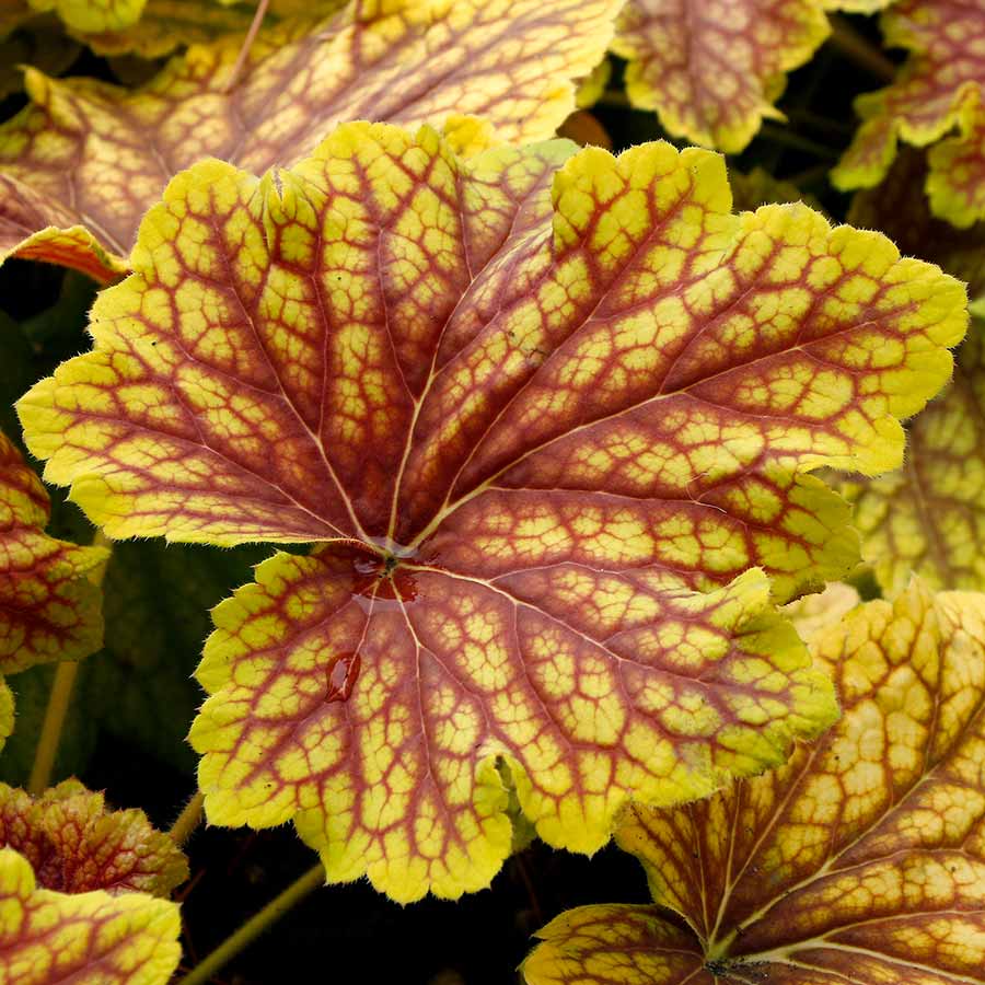 ‘Red Lightning’ Heuchera | Creekside Champions™ - Image 5