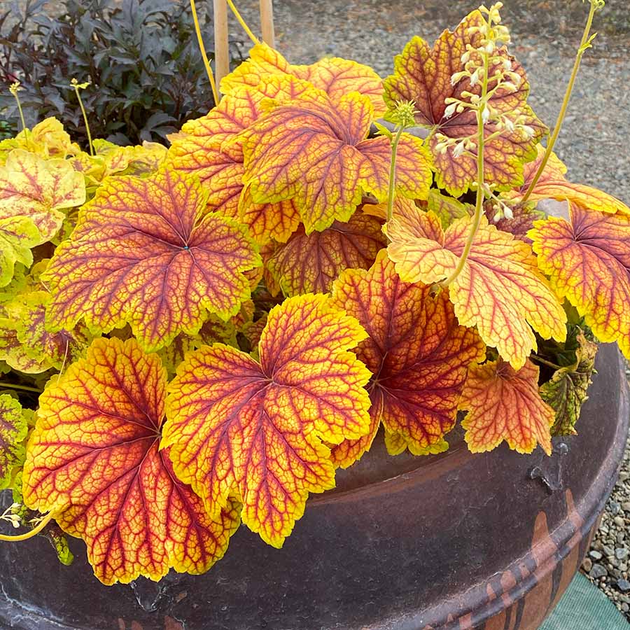 ‘Red Lightning’ Heuchera | Creekside Champions™ - Image 6