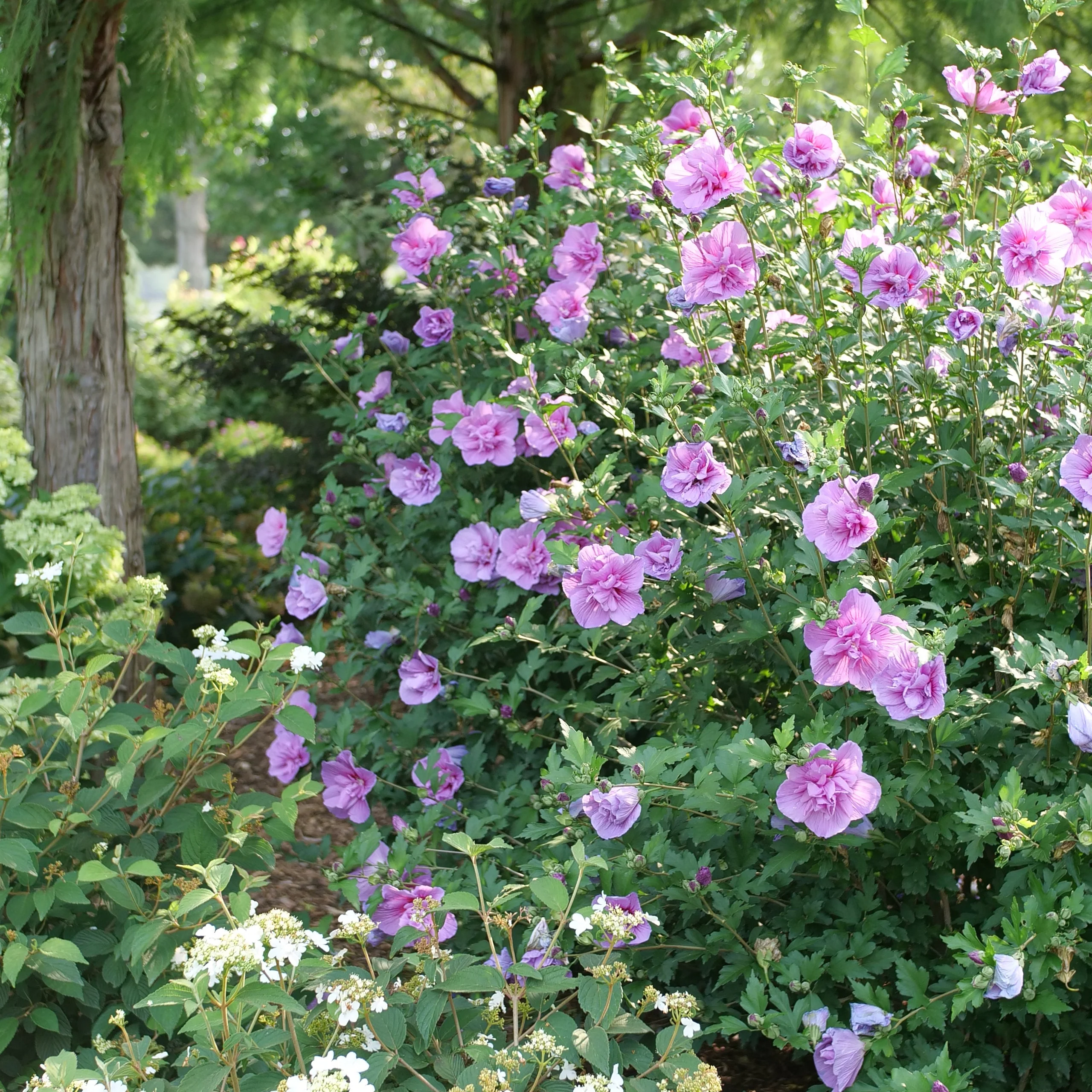 Dark Lavender CHIFFON® Rose of Sharon | Proven Winners® - Image 3