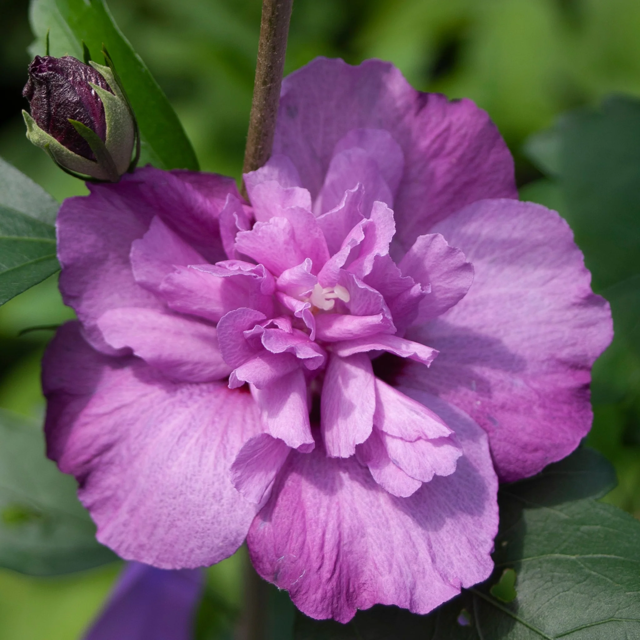 Dark Lavender CHIFFON® Rose of Sharon | Proven Winners® - Image 4