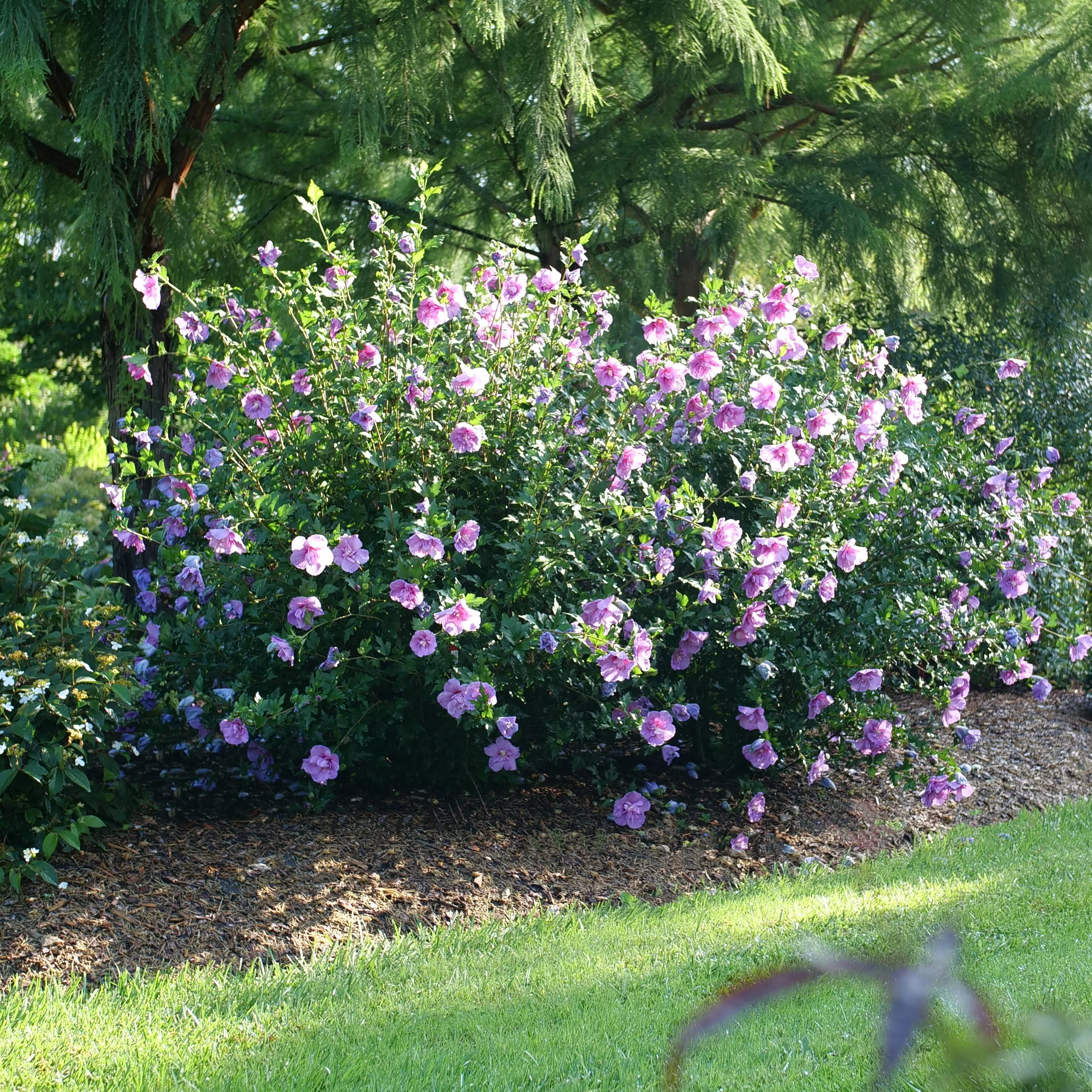 Dark Lavender CHIFFON® Rose of Sharon | Proven Winners® - Image 5