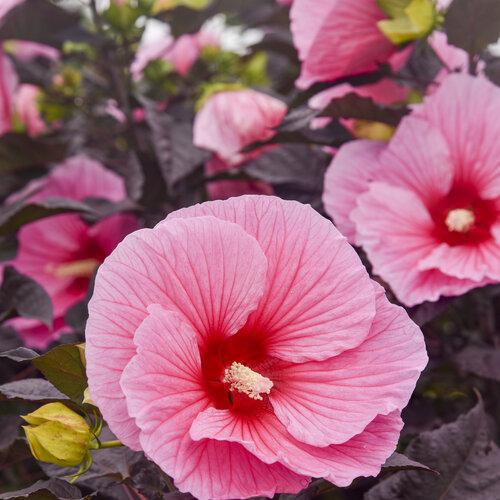 Summerific® 'Edge of Night' hibiscus - Image 3