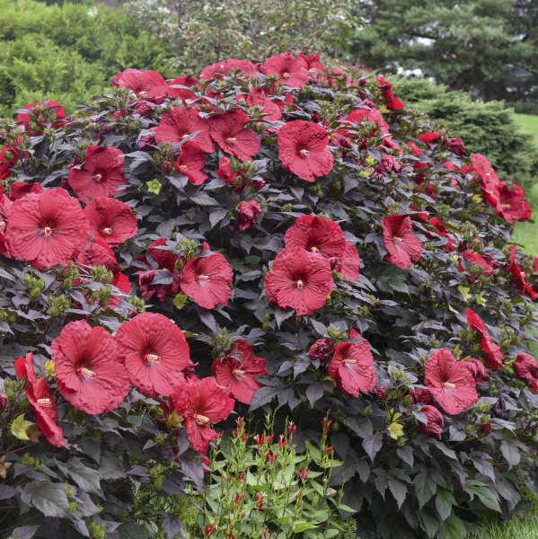 Summerific® 'Holy Grail' hibiscus - Image 3