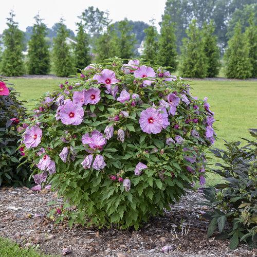 Summerific® 'Lilac Crush' hibiscus - Image 3