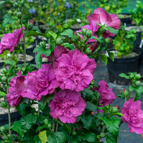 MAGENTA CHIFFON® Rose of Sharon | Proven Winners® - Image 3