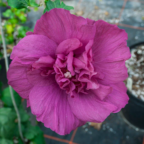 MAGENTA CHIFFON® Rose of Sharon | Proven Winners® - Image 4