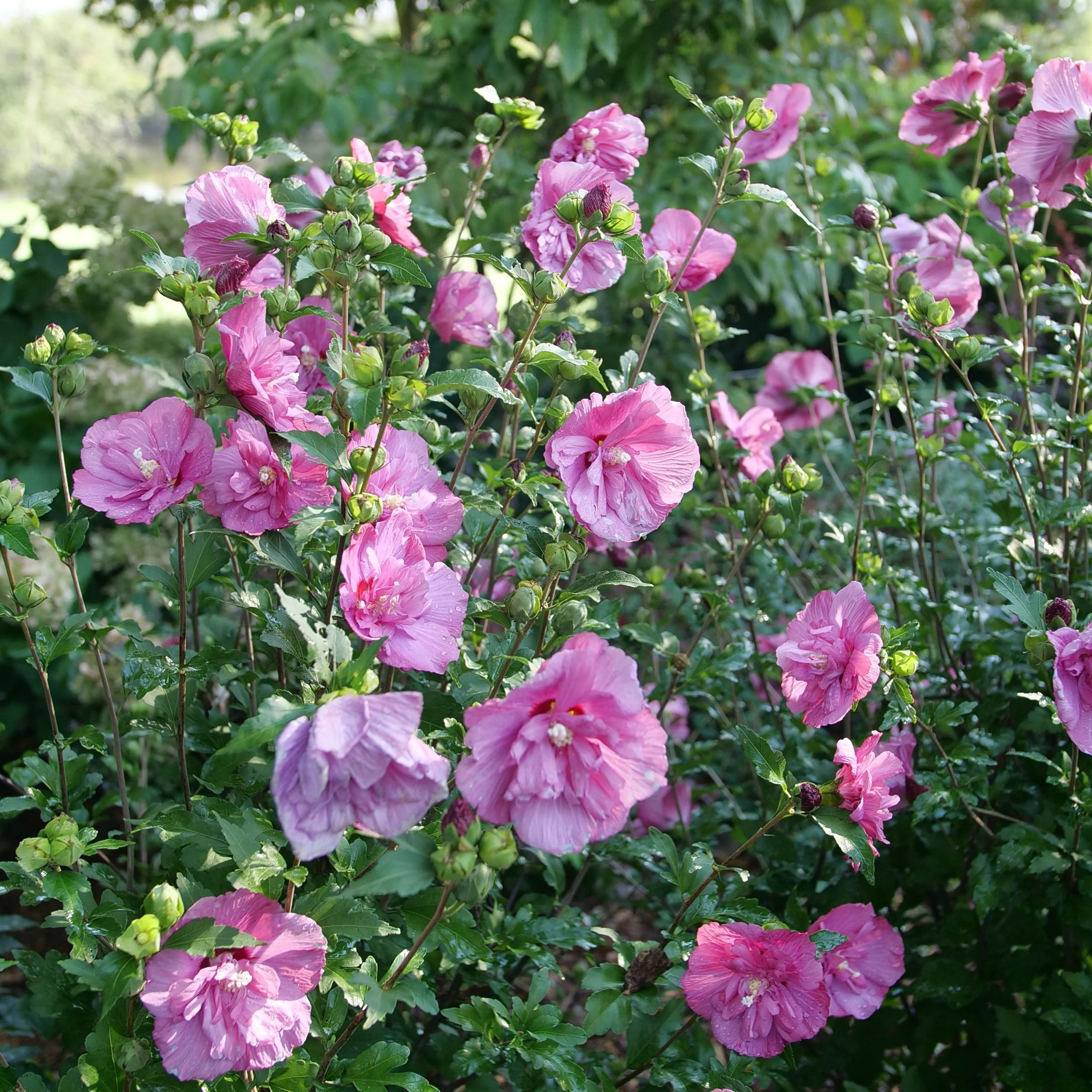 MAGENTA CHIFFON® Rose of Sharon | Proven Winners® - Image 5